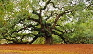 parchet-masiv-nefinisat-stejar-01