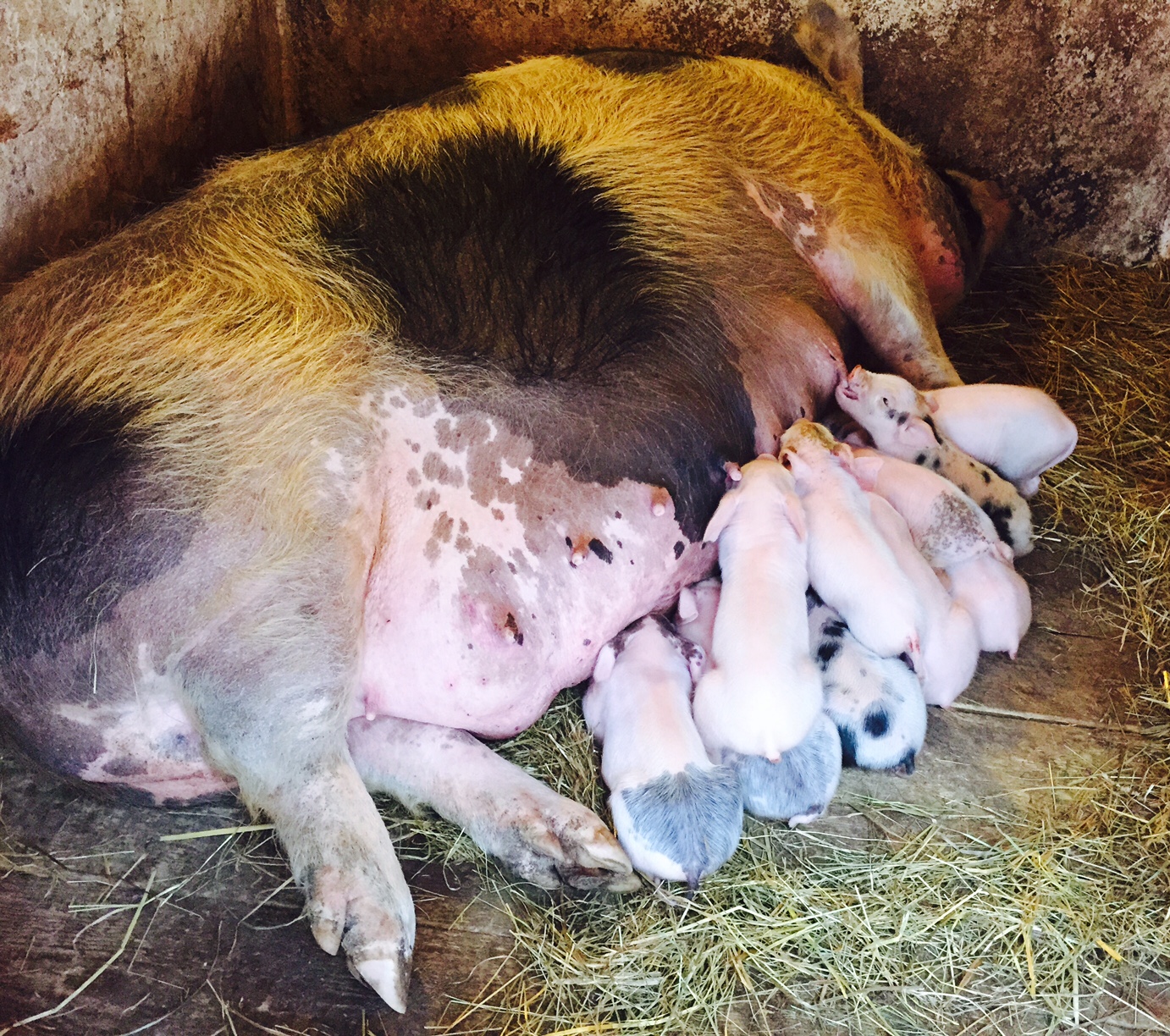 FullSizeRender copy 5.jpg